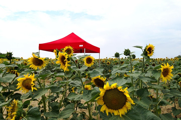 vakarėlių palapinė 3x3m