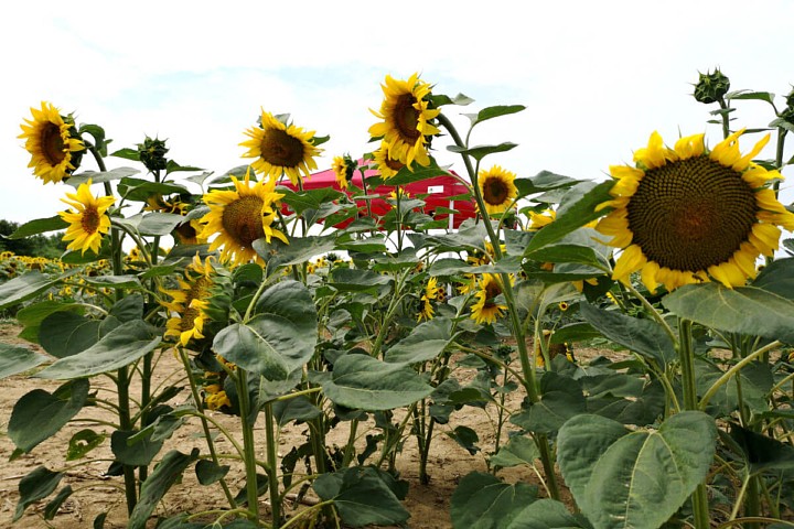Parduodamos 3x6m vakarėlių palapinės